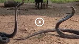 Snakes Dance Viral Video